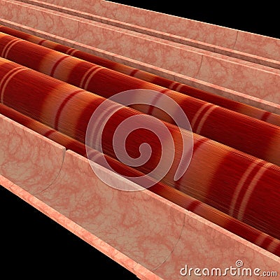 Muscle cells Stock Photo