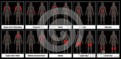 Muscle Chart Female Body Parts Black Background Vector Illustration