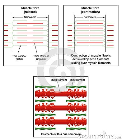 Muscle contraction Vector Illustration