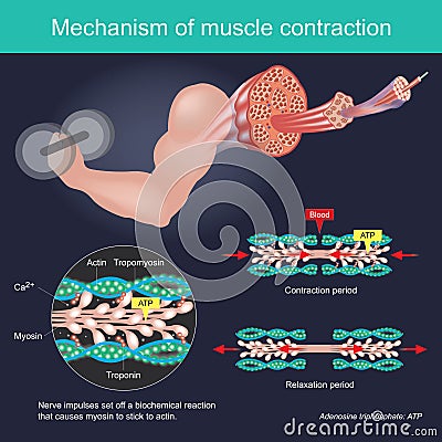 The muscle contraction as a result of Nerve impulses set off a biochemical reaction that causes myosin to stick to actin. Human Stock Photo