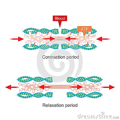 Muscle contraction. Human body infographic Stock Photo