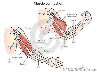 muscle contraction diagram medical science Cartoon Illustration