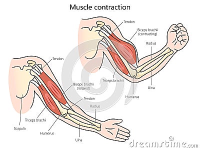 muscle contraction diagram medical science Vector Illustration