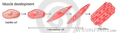 Muscle development pathway Cartoon Illustration