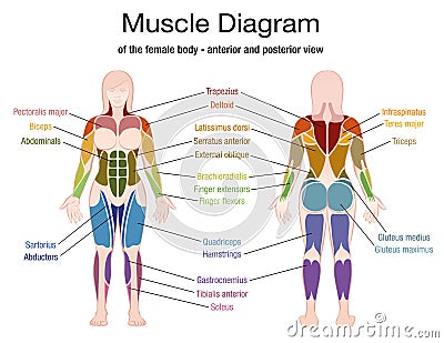 Muscle Diagram Female Body Names Vector Illustration