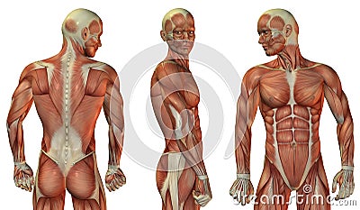 Muscle head and upper body Stock Photo