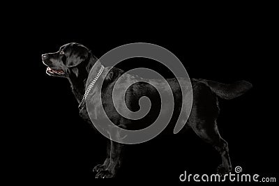 Muscle Labrador Dog Standing in Profile view, Isolated on black Stock Photo