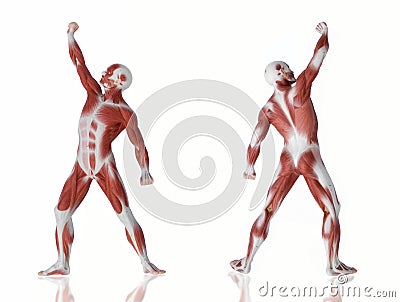 Muscle man anatomy Stock Photo