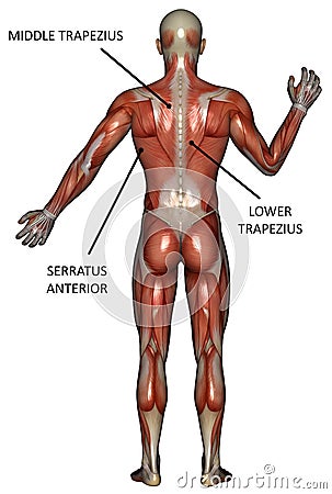 Muscle Map of the Back Isolated Stock Photo