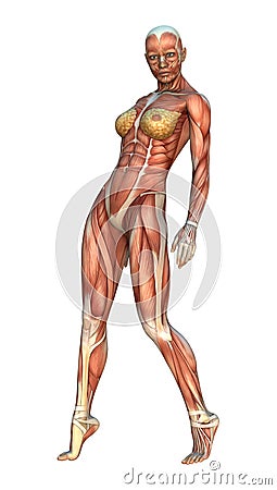 Muscle Maps Stock Photo