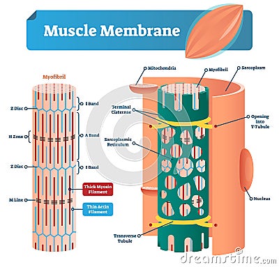 Muscle membrane vector illustration. Labeled scheme with myofibril, disc, zone, line and band. Anatomical mitochondria diagram. Vector Illustration