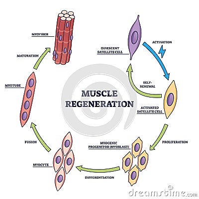 Muscle regeneration with microbiological division stages outline diagram Vector Illustration