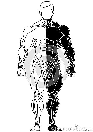 Muscle skeleton bodybuilder front view Vector Illustration