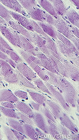 Muscle striated voluntary microphotography under optic microscope Stock Photo