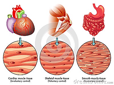 Muscle tissue Vector Illustration