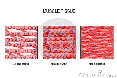 Muscle tissue: Skeletal, smooth and cardiac Vector Illustration