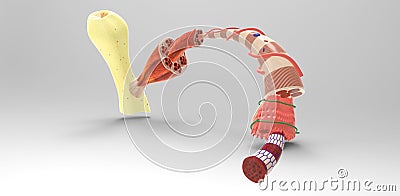 Muscle Tissue Stock Photo