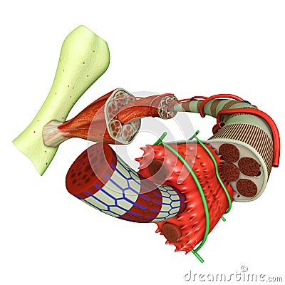 Muscle Tissue Stock Photo