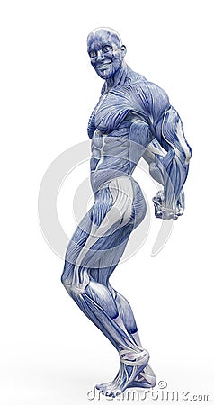 Muscleman anatomy heroic body doing a bodybuilder pose eight in white background Cartoon Illustration