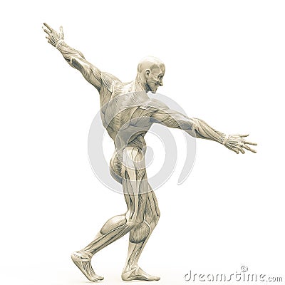 Muscleman anatomy heroic body doing a bodybuilder pose nine in white background Cartoon Illustration