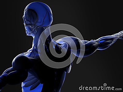 Muscles and arteries in human body Stock Photo