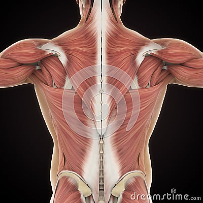 Muscles of the Back Anatomy Stock Photo