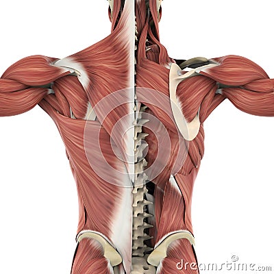 Muscles of the Back Anatomy Stock Photo