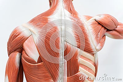 Muscles of Back model for physiology education Stock Photo