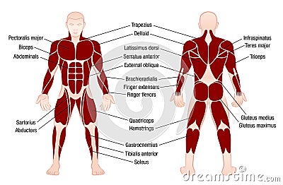 Muscles Chart Description Muscular Body Man Vector Illustration