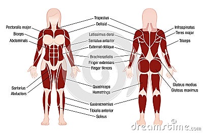 Muscles Chart Description Muscular Body Woman Vector Illustration