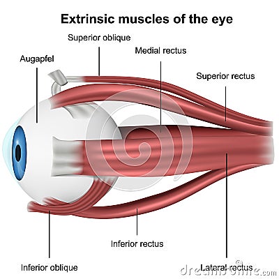 Muscles of the eye, 3d medical vector illustration on white background Vector Illustration