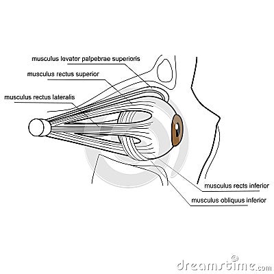 Muscles of the eye Vector Illustration