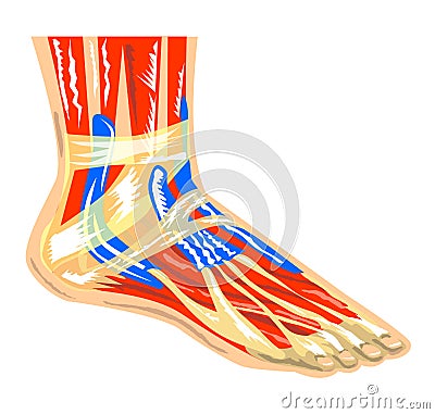 Muscles of the foot Stock Photo