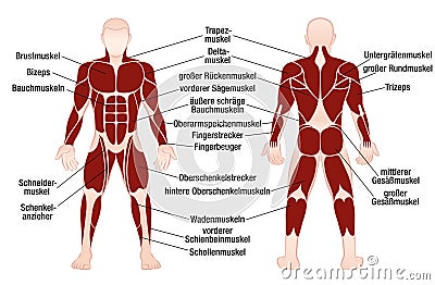 Muscles German Names Chart Muscular Male Body Vector Illustration