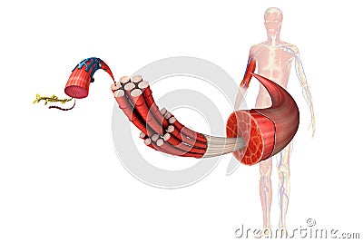 Muscles Stock Photo