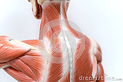 Muscles of neck and back model for physiology education Stock Photo