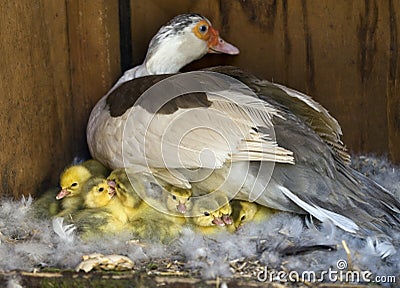 Muscovy (Cairina moschata) Stock Photo