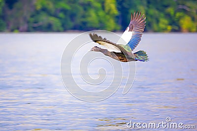 Muscovy duck Stock Photo