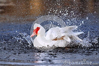 Muscovy duck bathing Stock Photo