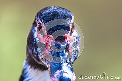 Muscovy duck Cairina moschata close up head frontal portrait. Stock Photo