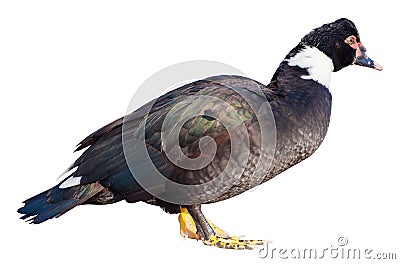 Muscovy Duck Stock Photo