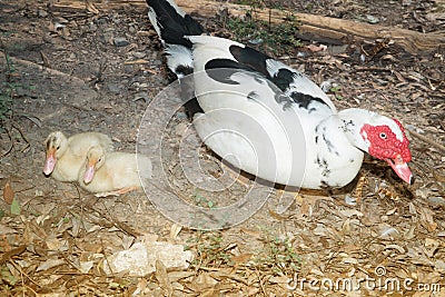 Muscovy duck family with ducklings. The musky duck. Stock Photo