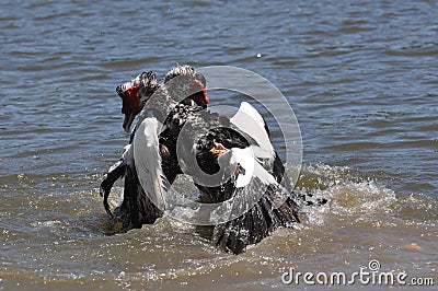 Muscovy duck fight Stock Photo