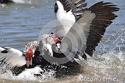 Muscovy duck fight Stock Photo