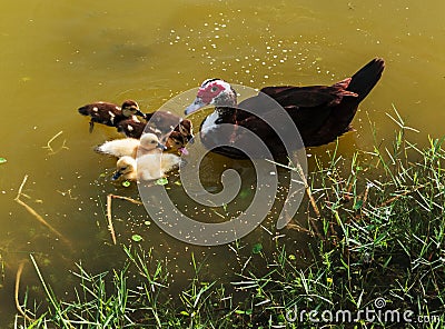 Muscovy Duck on a lake with five duckling Stock Photo