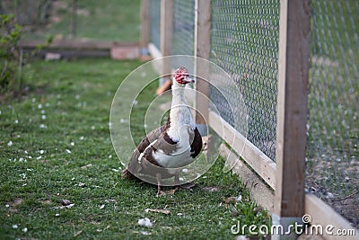 Muscovy duck male in permaculture garden Stock Photo