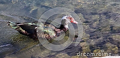 Muscovy duck with white head swimming Stock Photo
