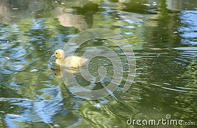 Muscovy Duckling Swimming in a Pond 1 Stock Photo