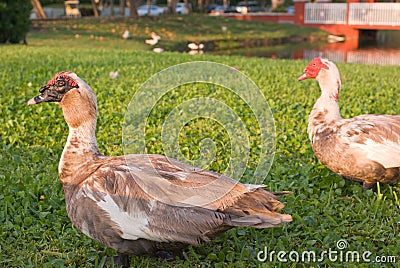 Muscovy Ducks Stock Photo