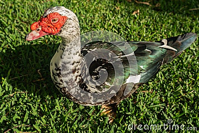 Muscovy ducks have red, fleshy protuberances on the face. Very sociable birds Stock Photo